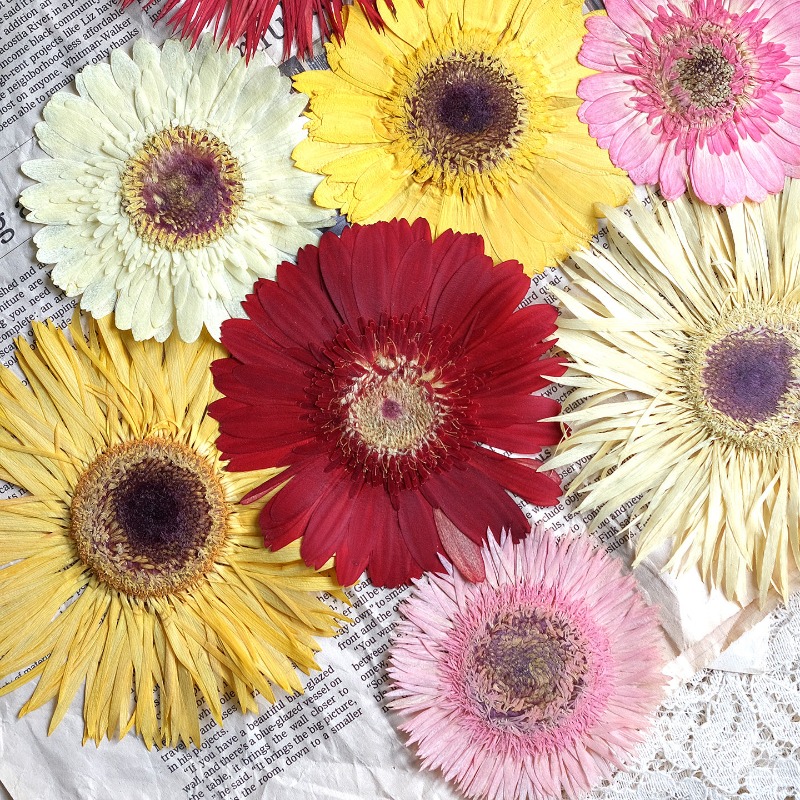 1pcs/7-9cm,Pressed Gerbera Dri - Resin Craft Ideas ulasan dan harga