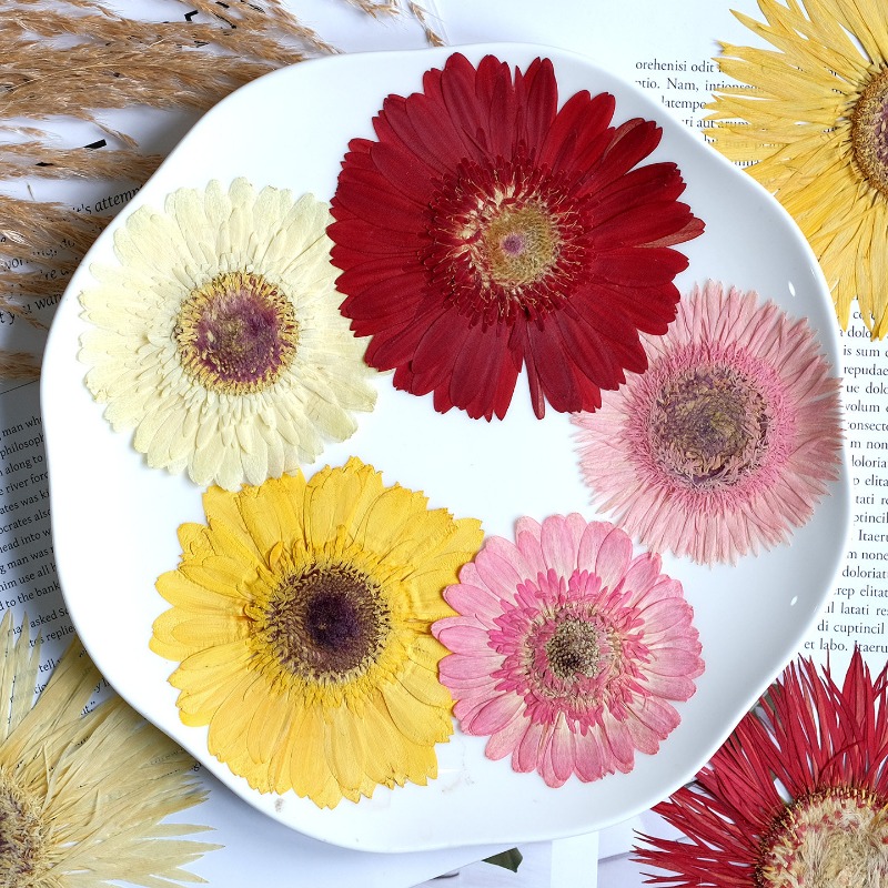 1pcs/7-9cm,Pressed Gerbera Dri - Resin Craft Ideas ulasan dan harga